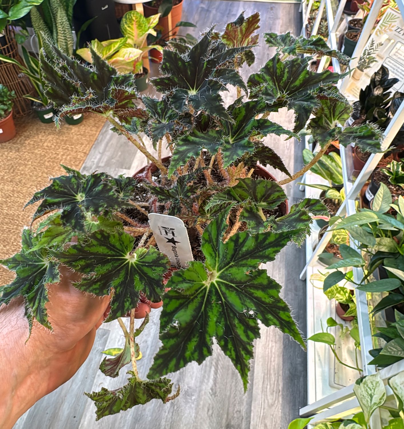 6" Begonia Unique