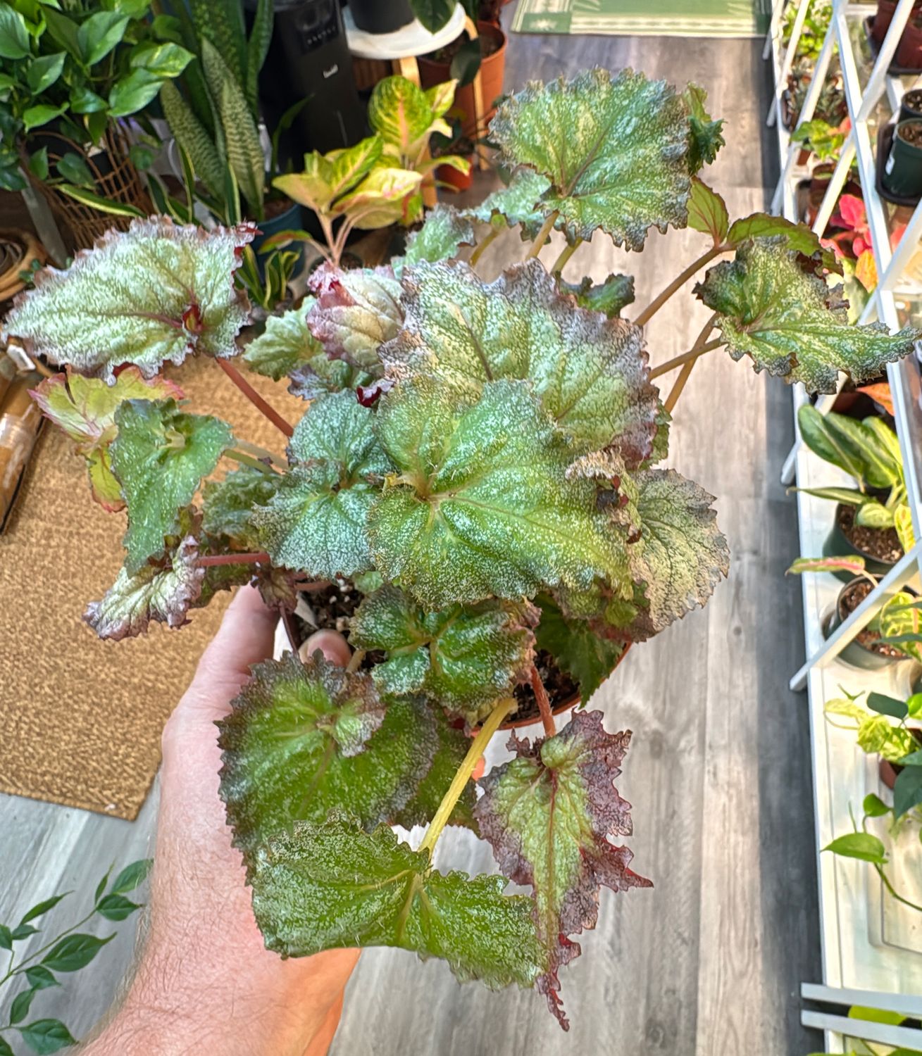 6" Begonia Harmony's Daenerys