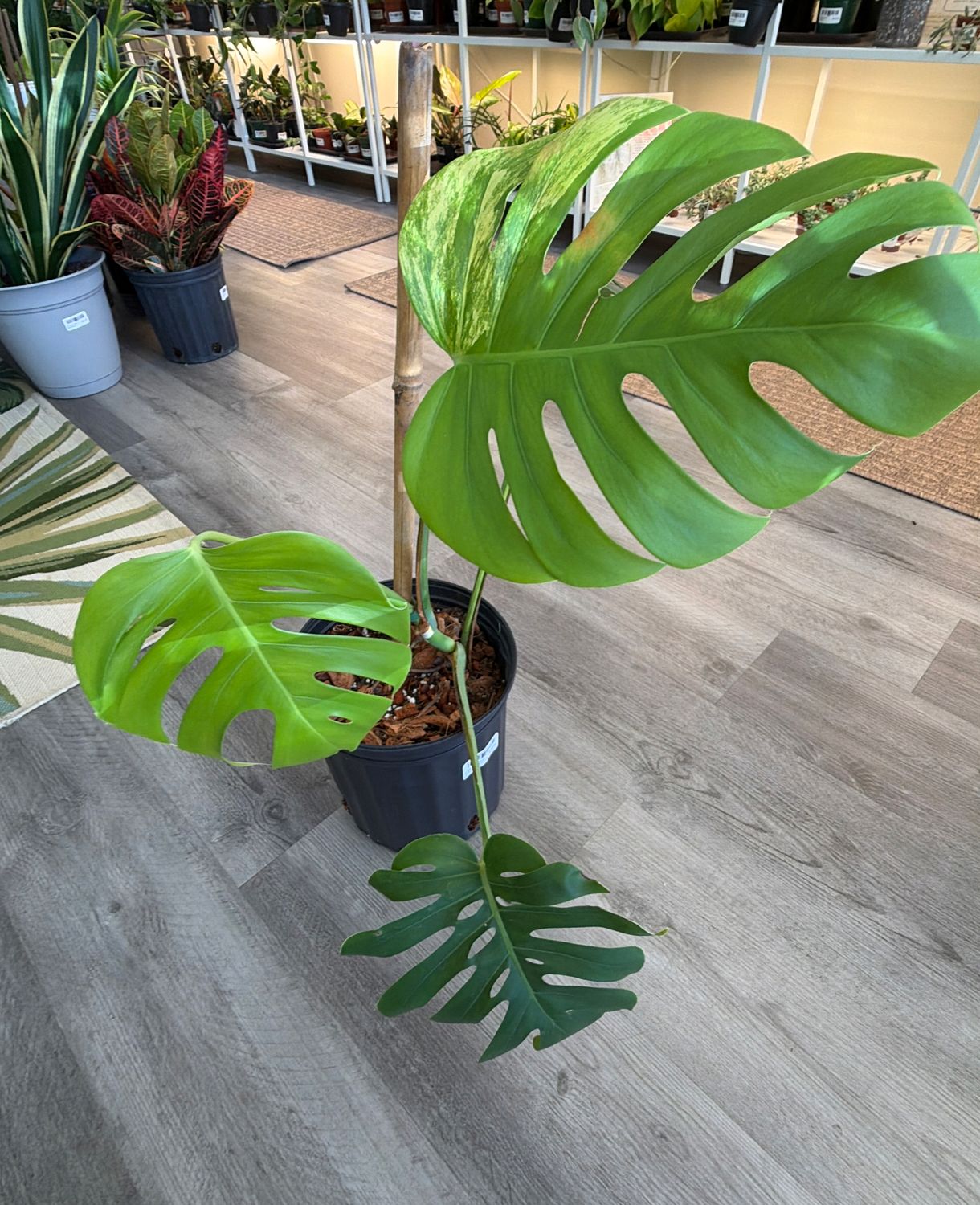 8" Monstera Aurea (Low Variegation)