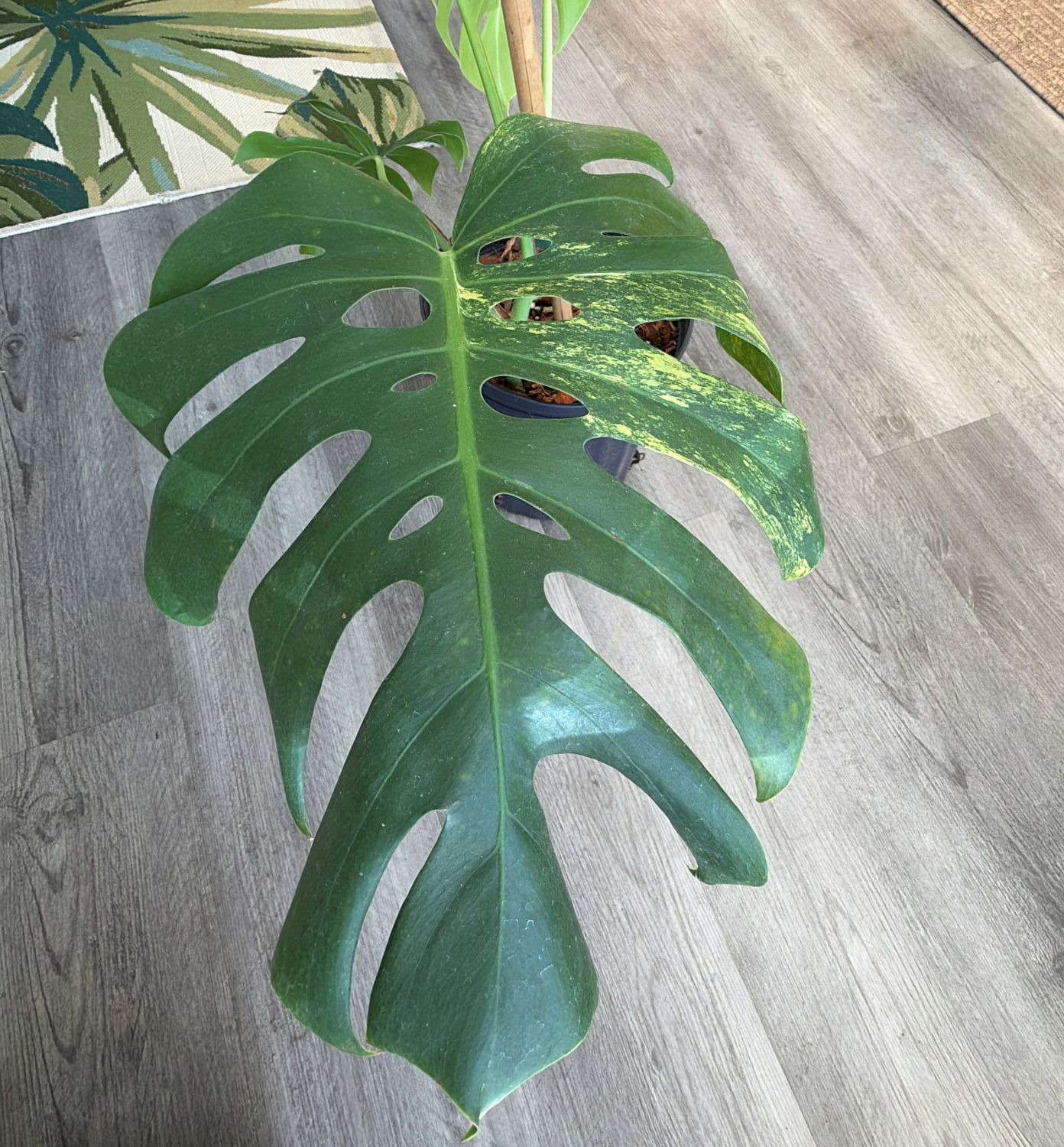 8" Monstera Aurea (Low Variegation)