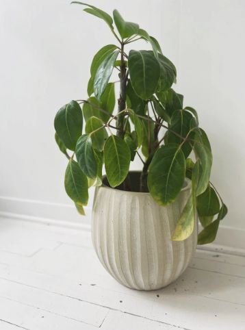 10.5" Striped Texture Pot