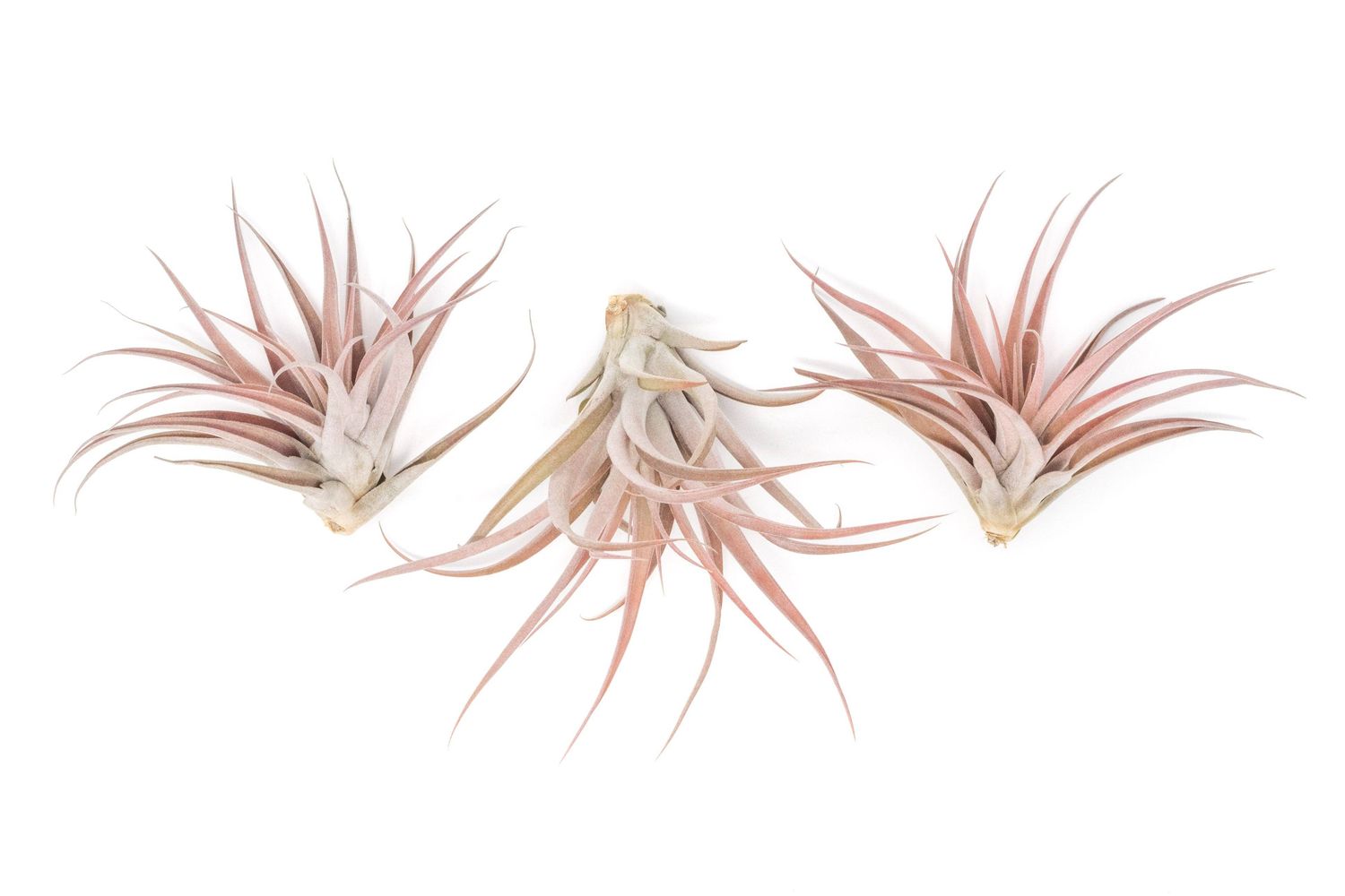 Tillandsia Capitata Peach Air Plants