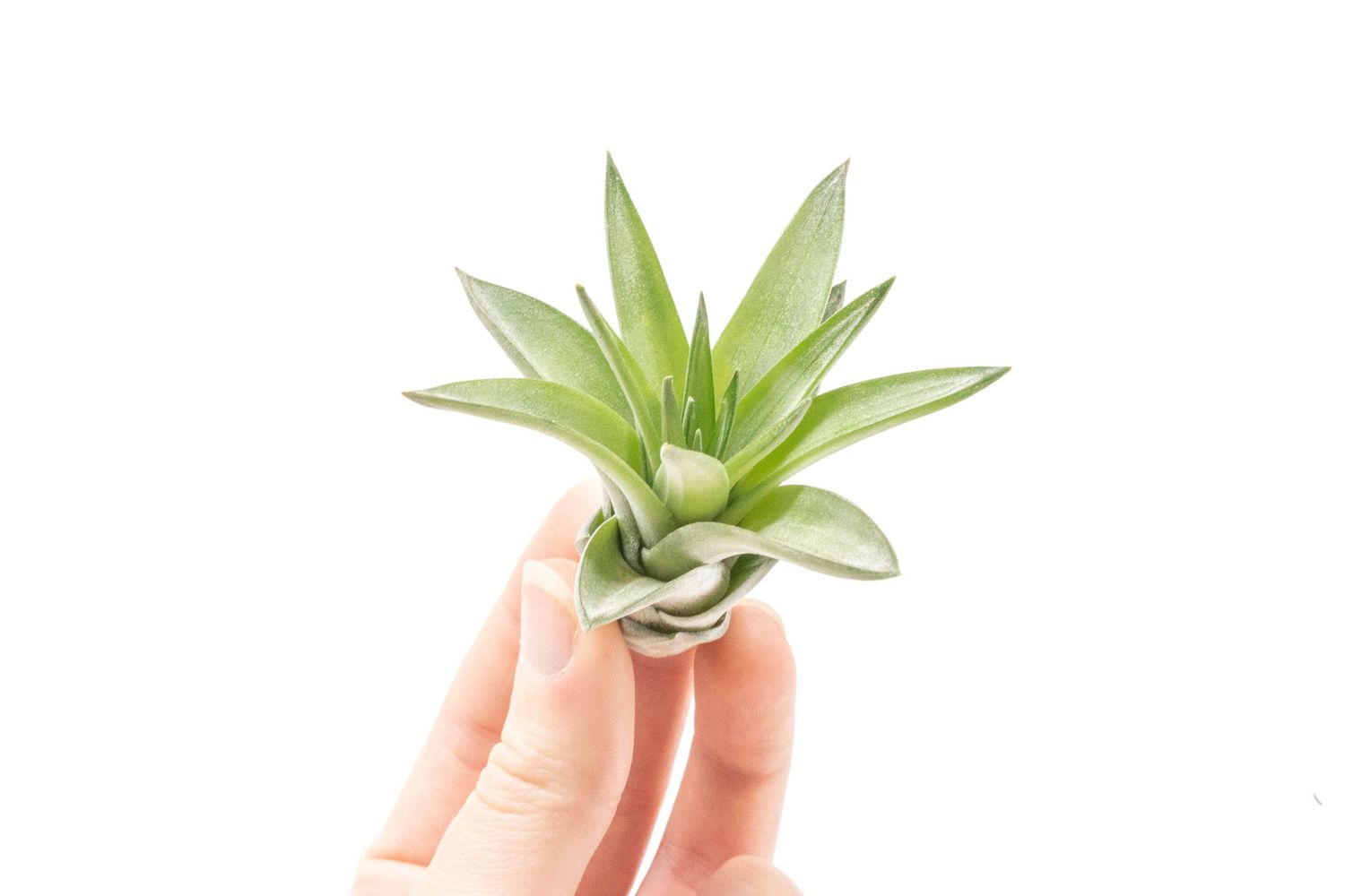 Mini Tillandsia Velutina Air Plants (24)