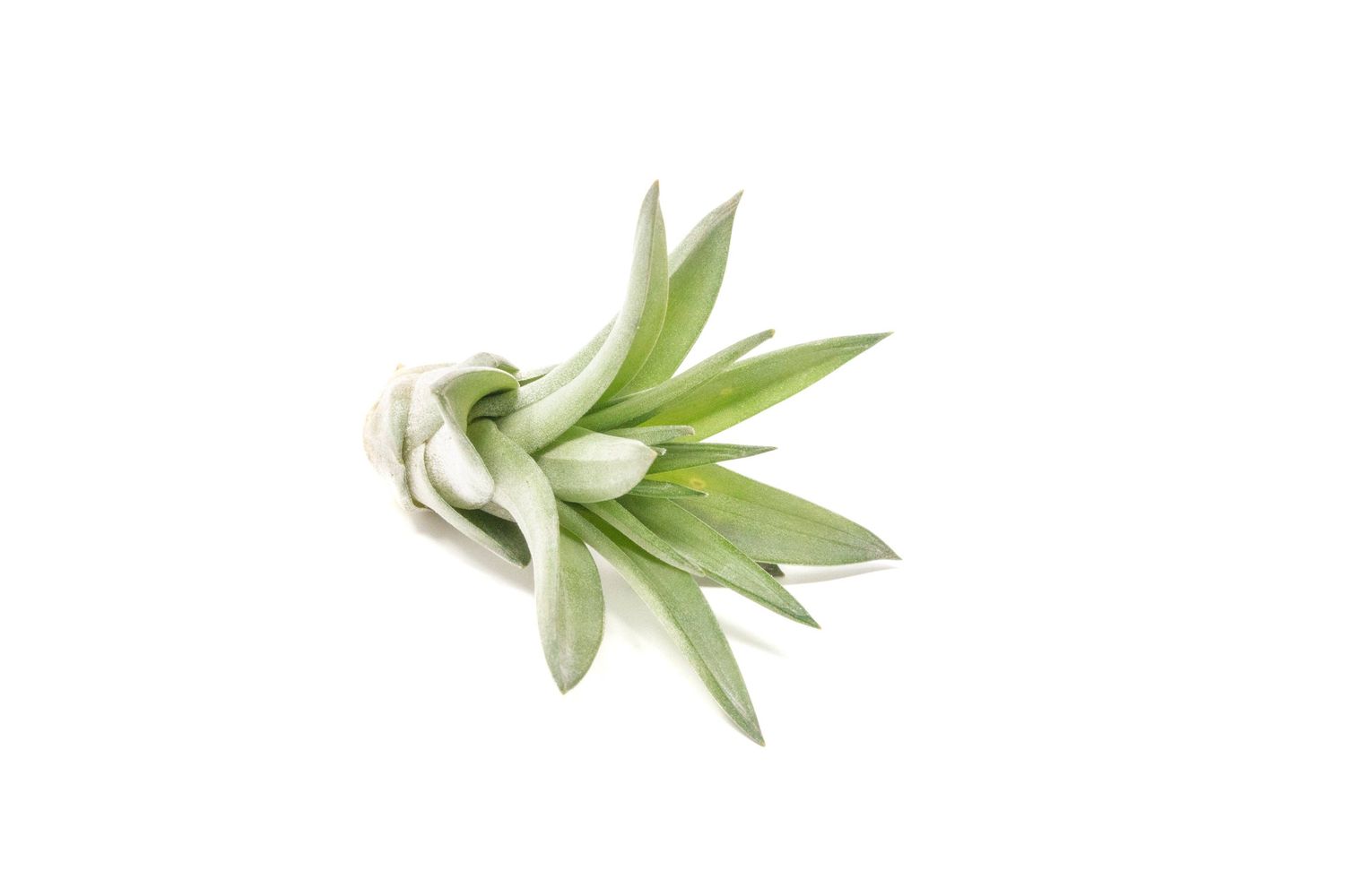 Mini Tillandsia Velutina Air Plants (24)