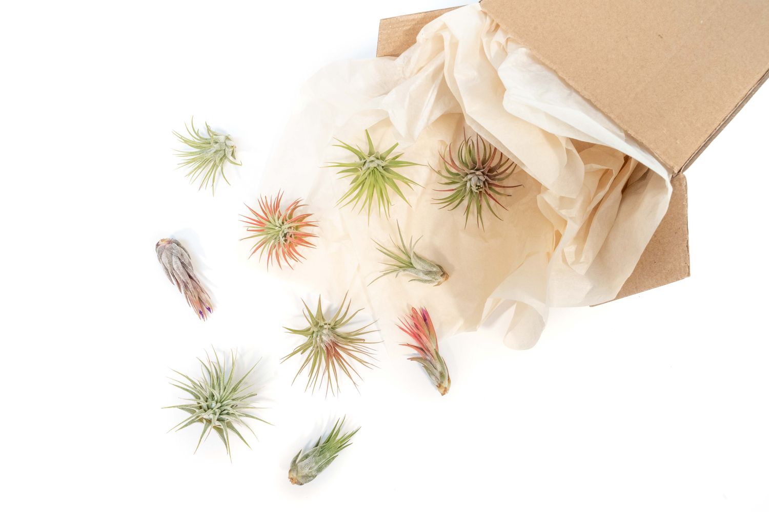 Assorted Tillandsia Ionantha Air Plants (24)