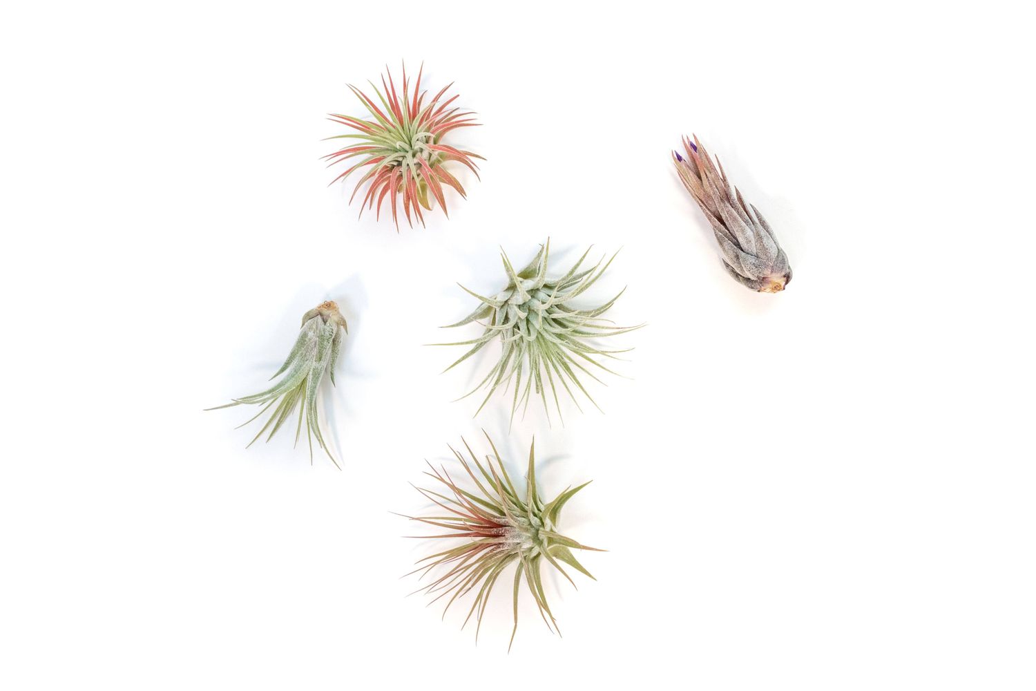 Assorted Tillandsia Ionantha Air Plants (24)