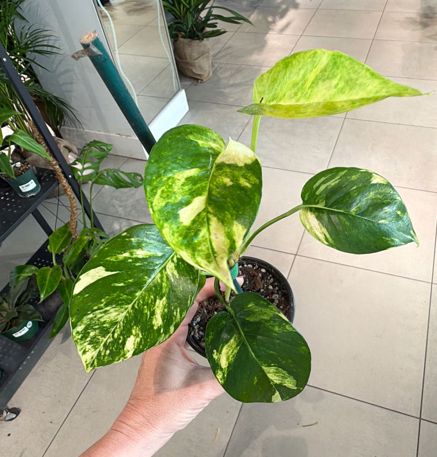 4" Epipremnum Pinnatum Golden Flame Starter Plant