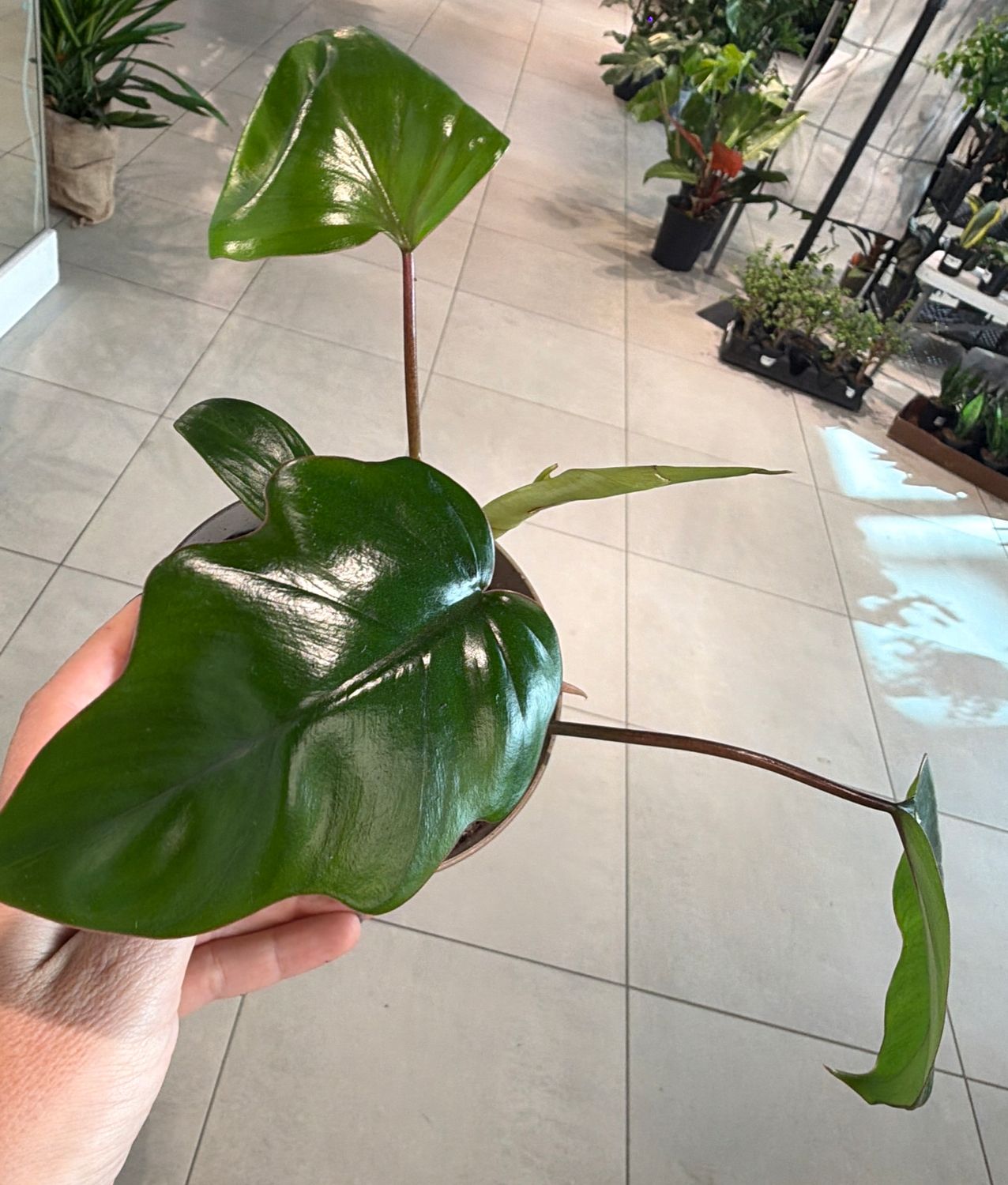 4" Philodendron Mayoi