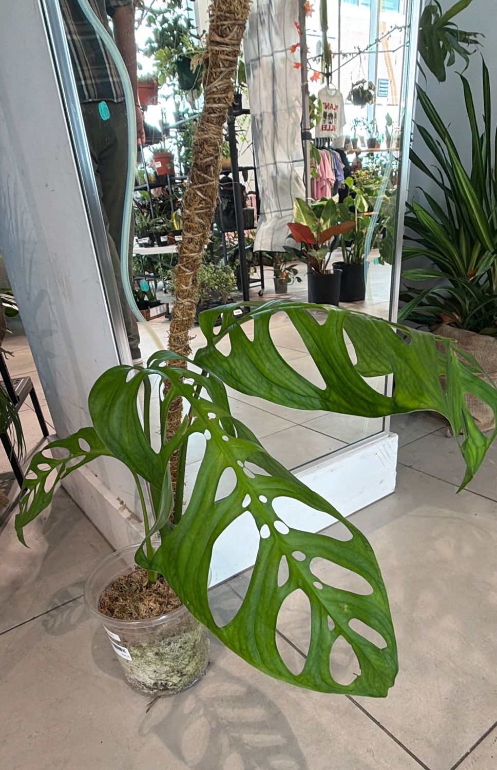 8" Monstera Esqueleto