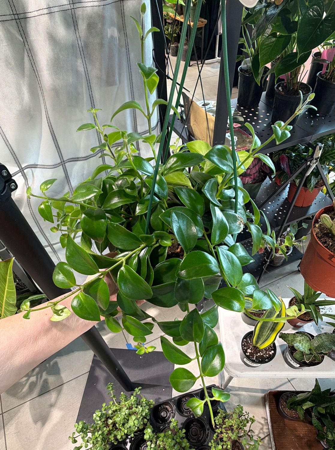 6" Lipstick Plant Mona Lisa Hanging Basket