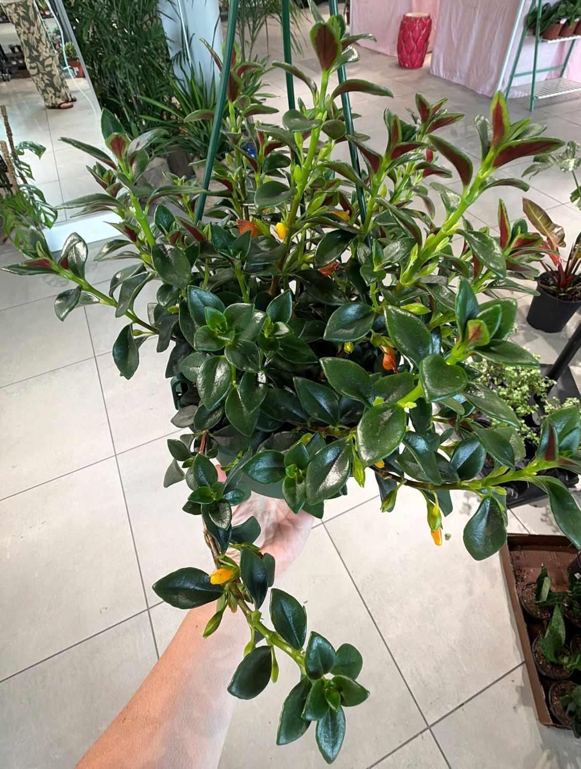 6" Nemanthus Tropicana Goldfish Plant Hanging Basket