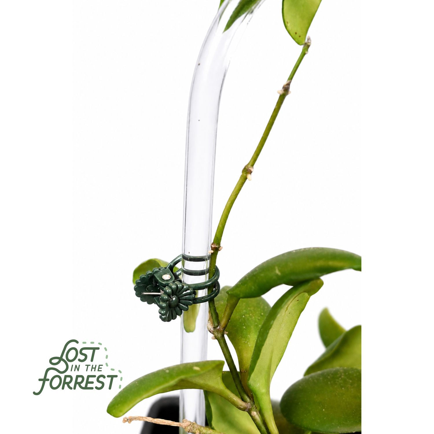 Glassvine Hoop: Small