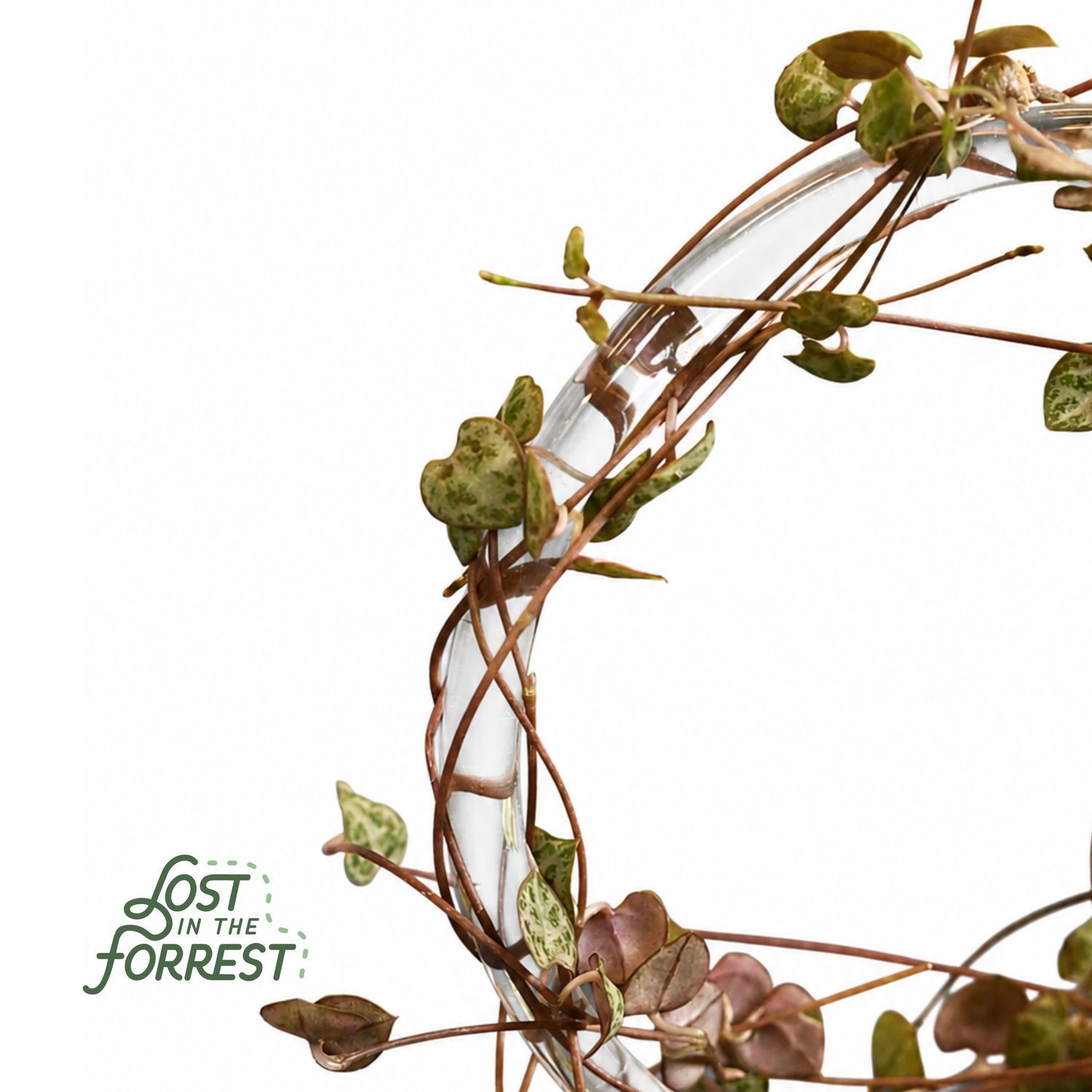 Glassvine Hoop: Small