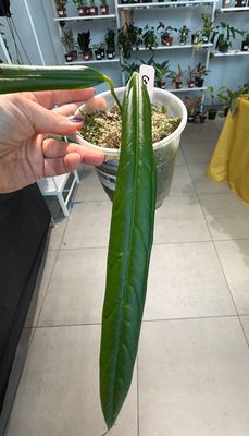 4" Anthurium Ceronii
