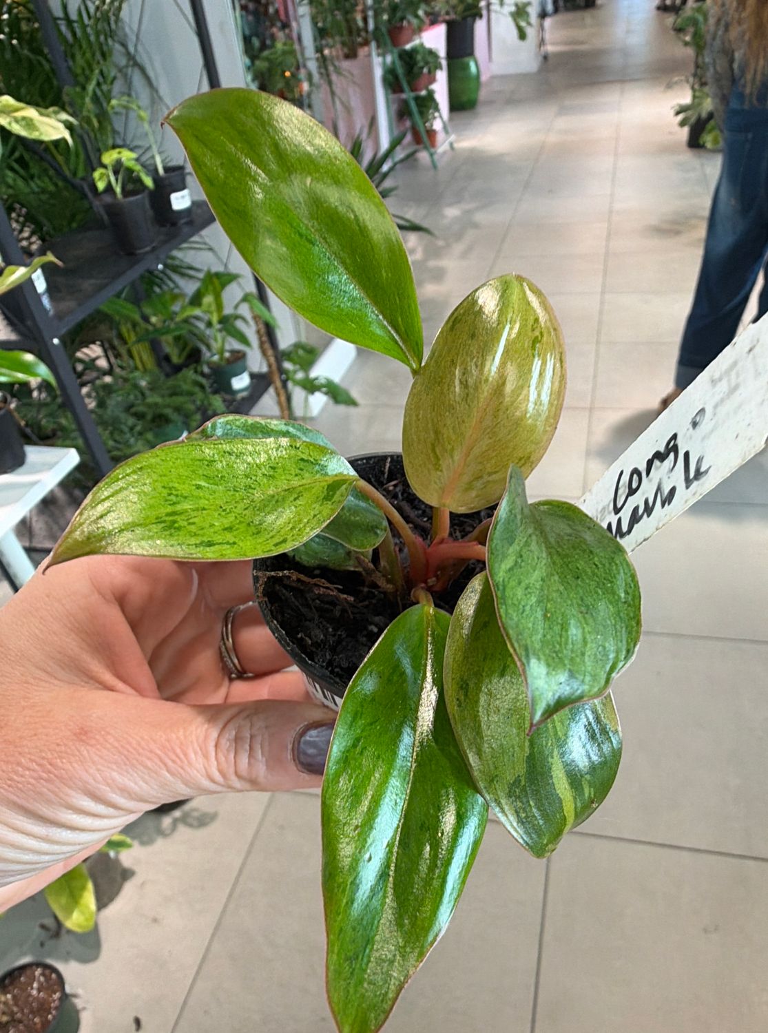 2" Philodendron Congo Mint Marble