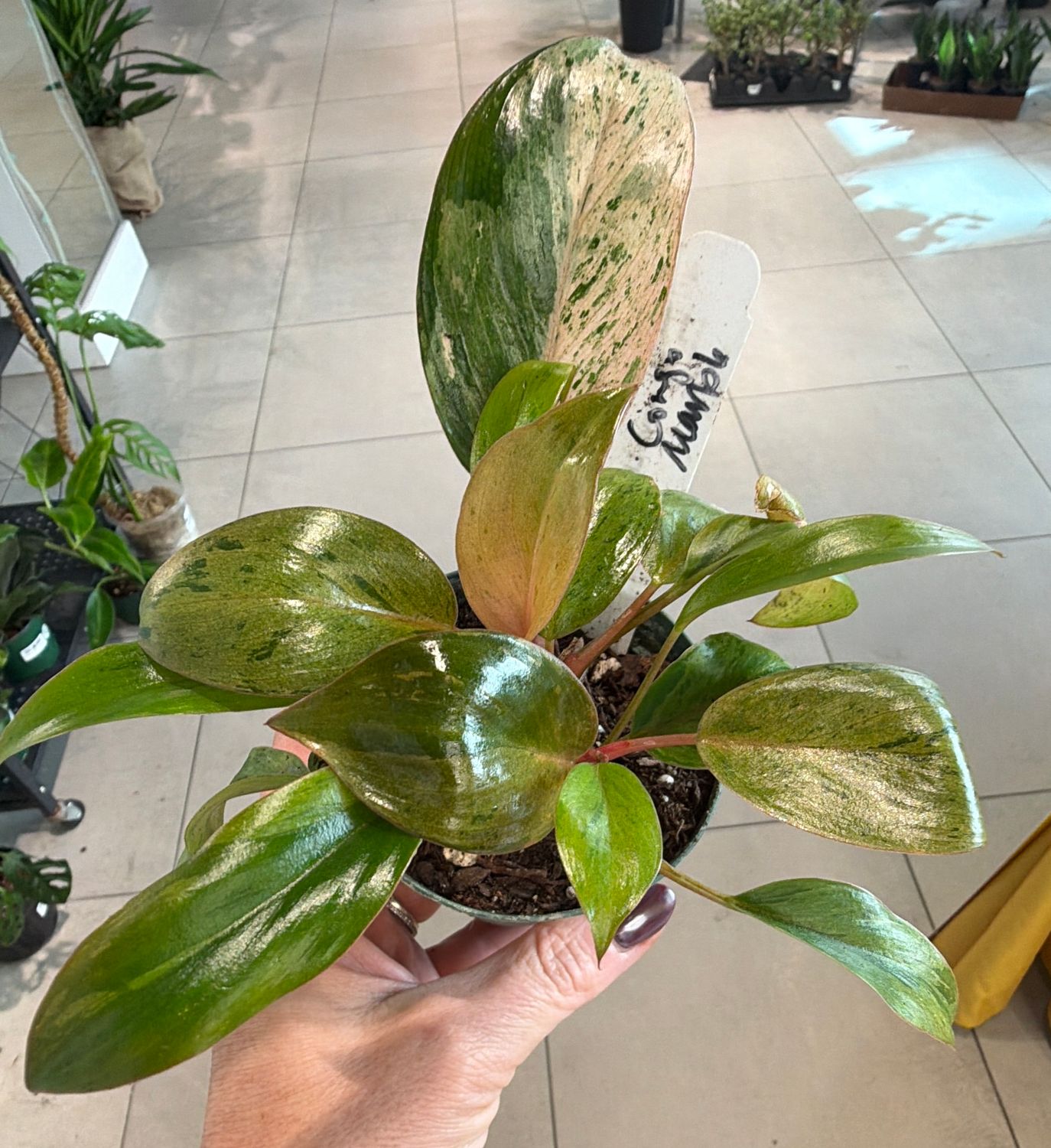 3" Philodendron Congo Mint Marble