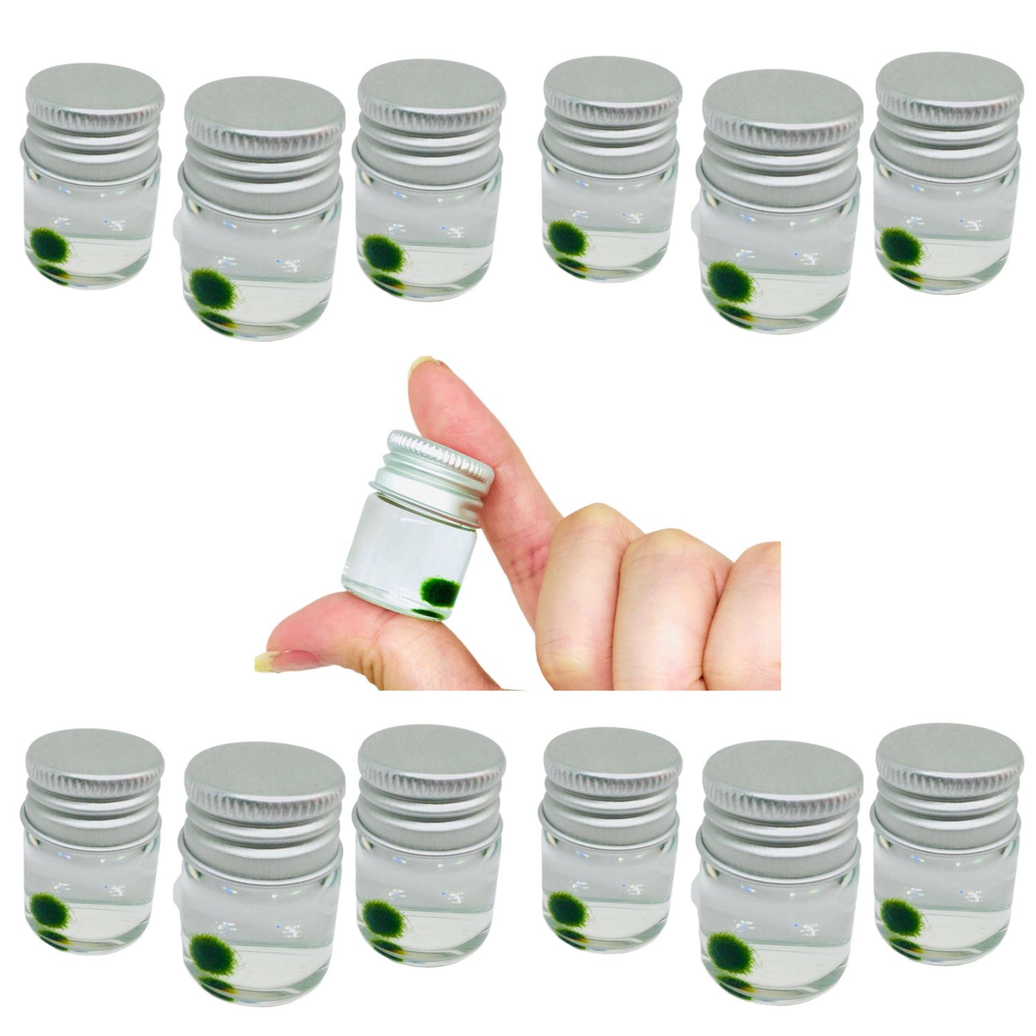Mini Marimo Moss Ball Jar