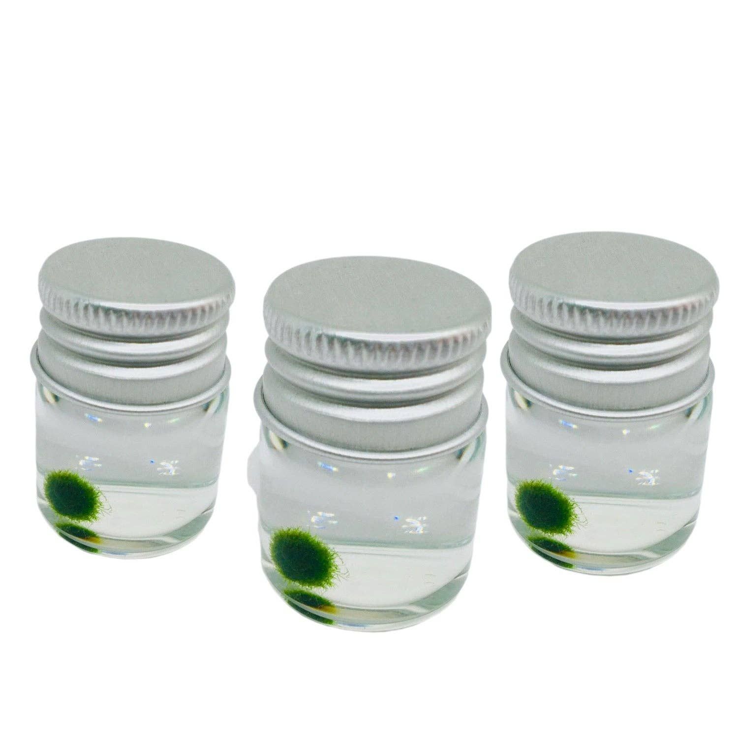 Mini Marimo Moss Ball Jar