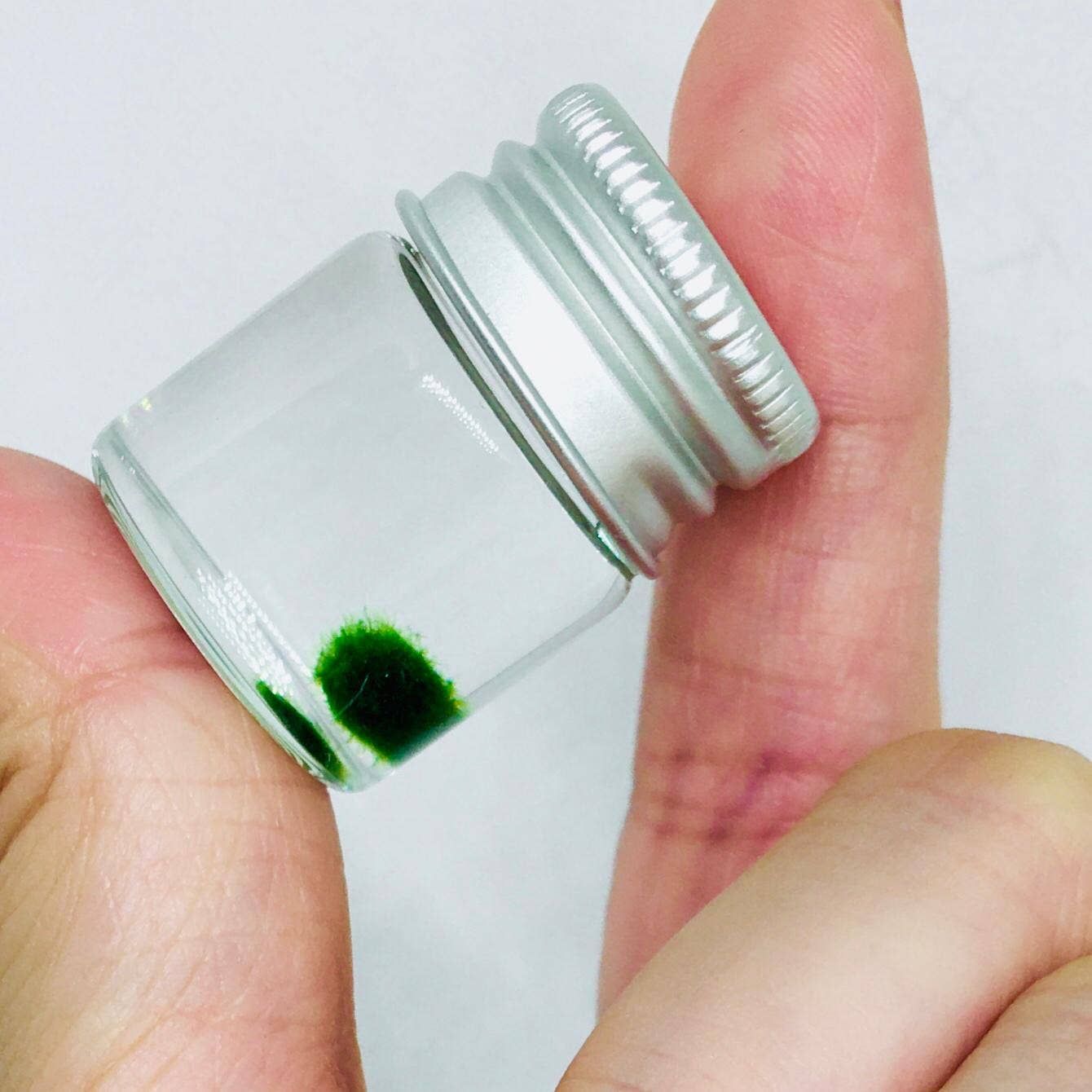 Mini Marimo Moss Ball Jar