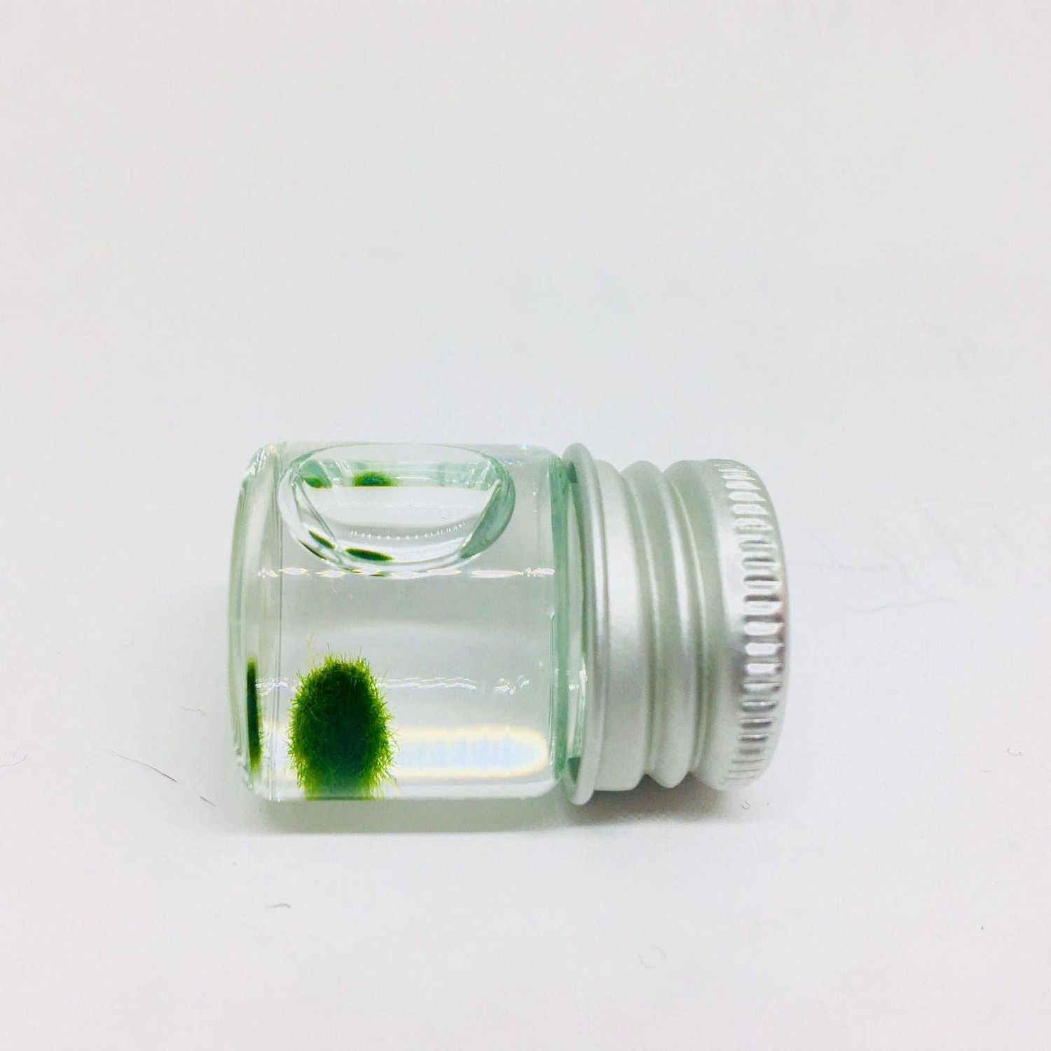 Mini Marimo Moss Ball Jar