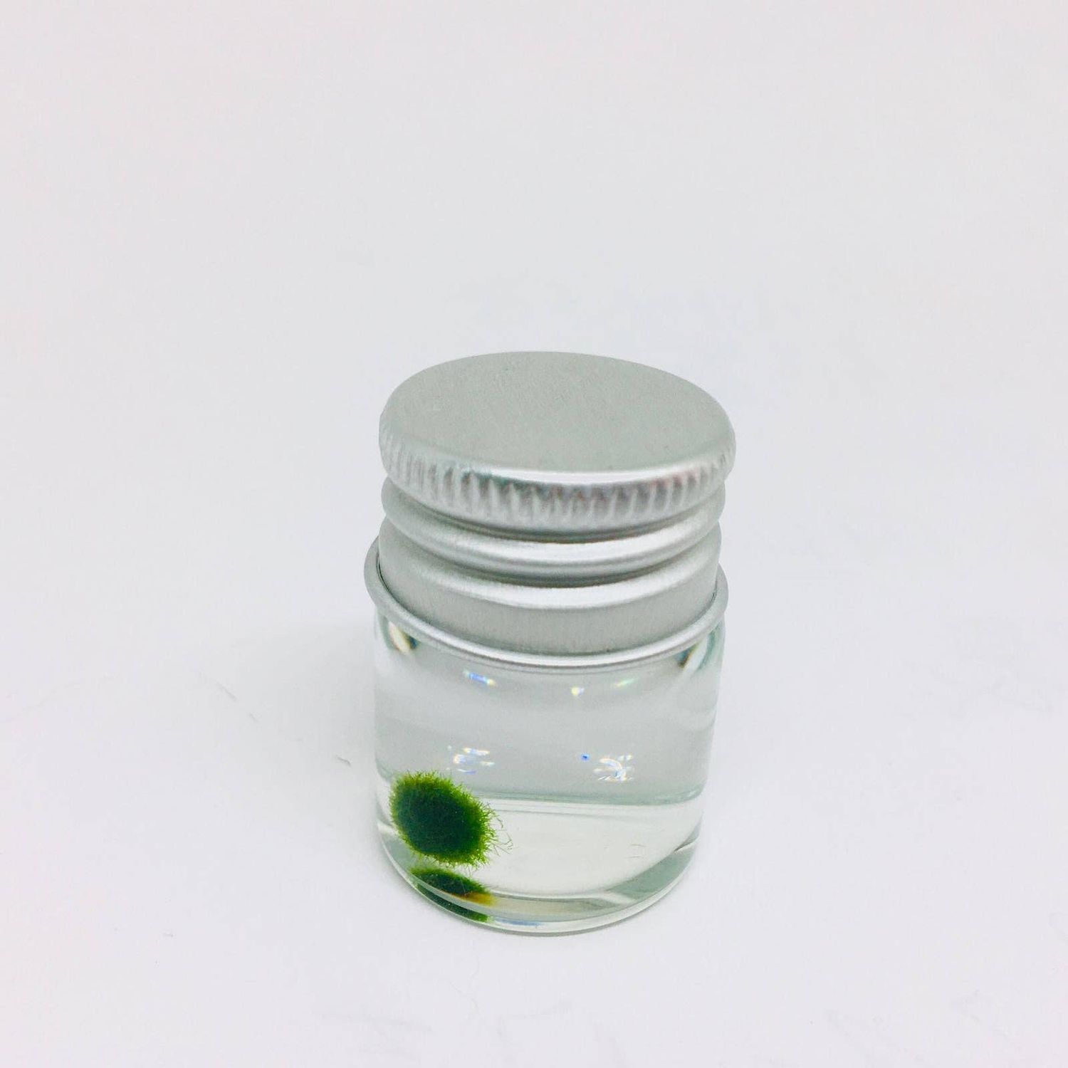 Mini Marimo Moss Ball Jar