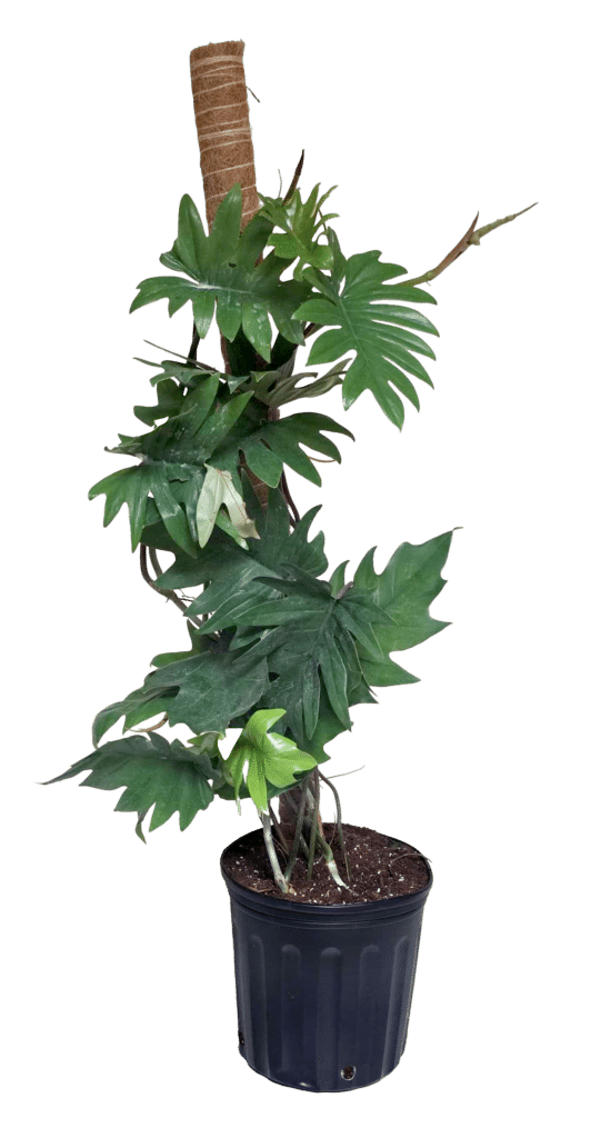8" Philodendron Mayoi Hybrid with Coco Pole