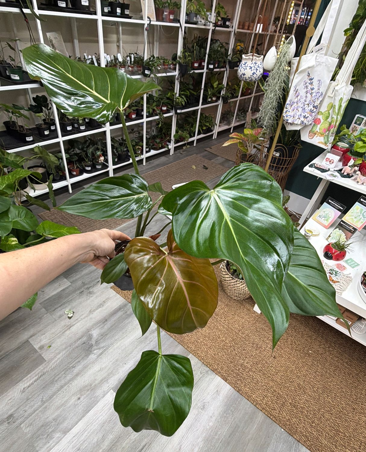 4" Philodendron Summer Glory