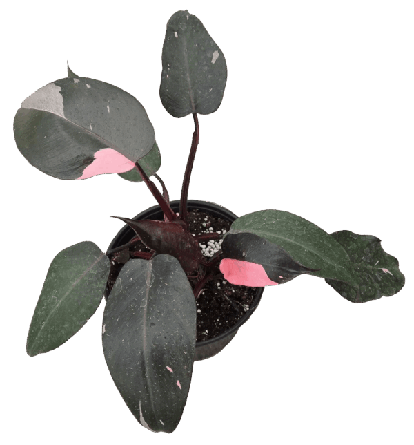 4" Philodendron Burgundy Princess
