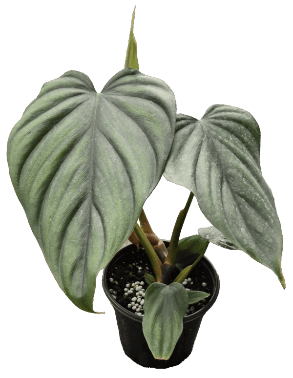 4" Philodendron Colombia Sp