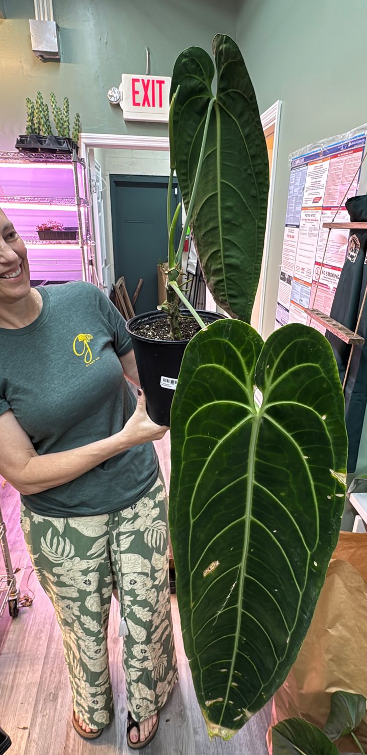 8" Anthurium Warocqueanum
