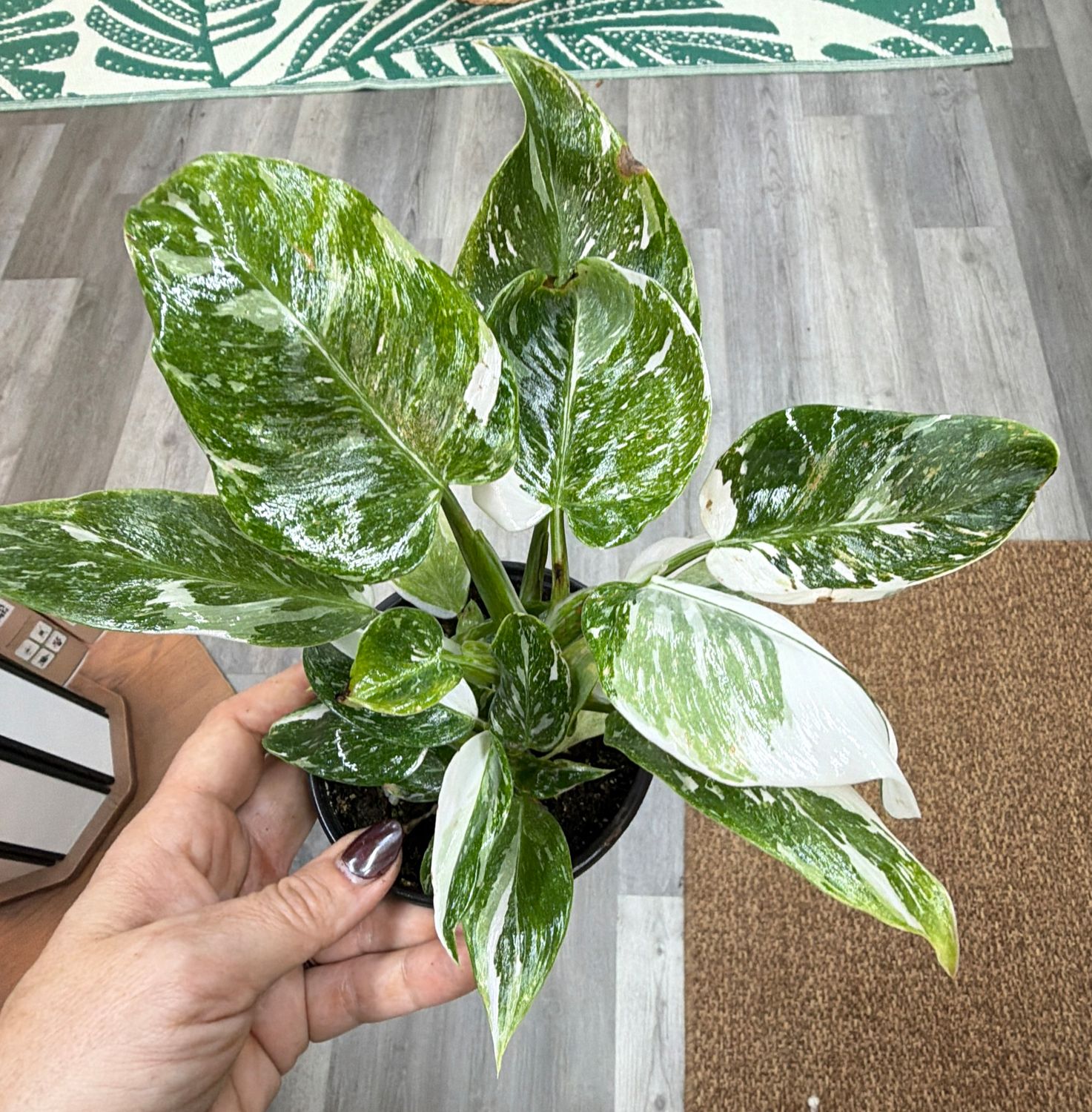 4" Philodendron White Princess Galaxy