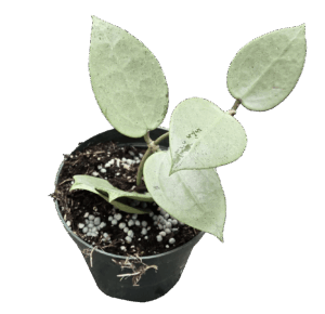4" Hoya Verticillata Heart Silver