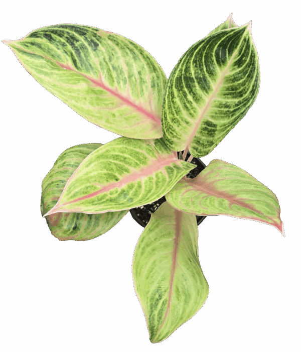 4" Aglaonema Amber