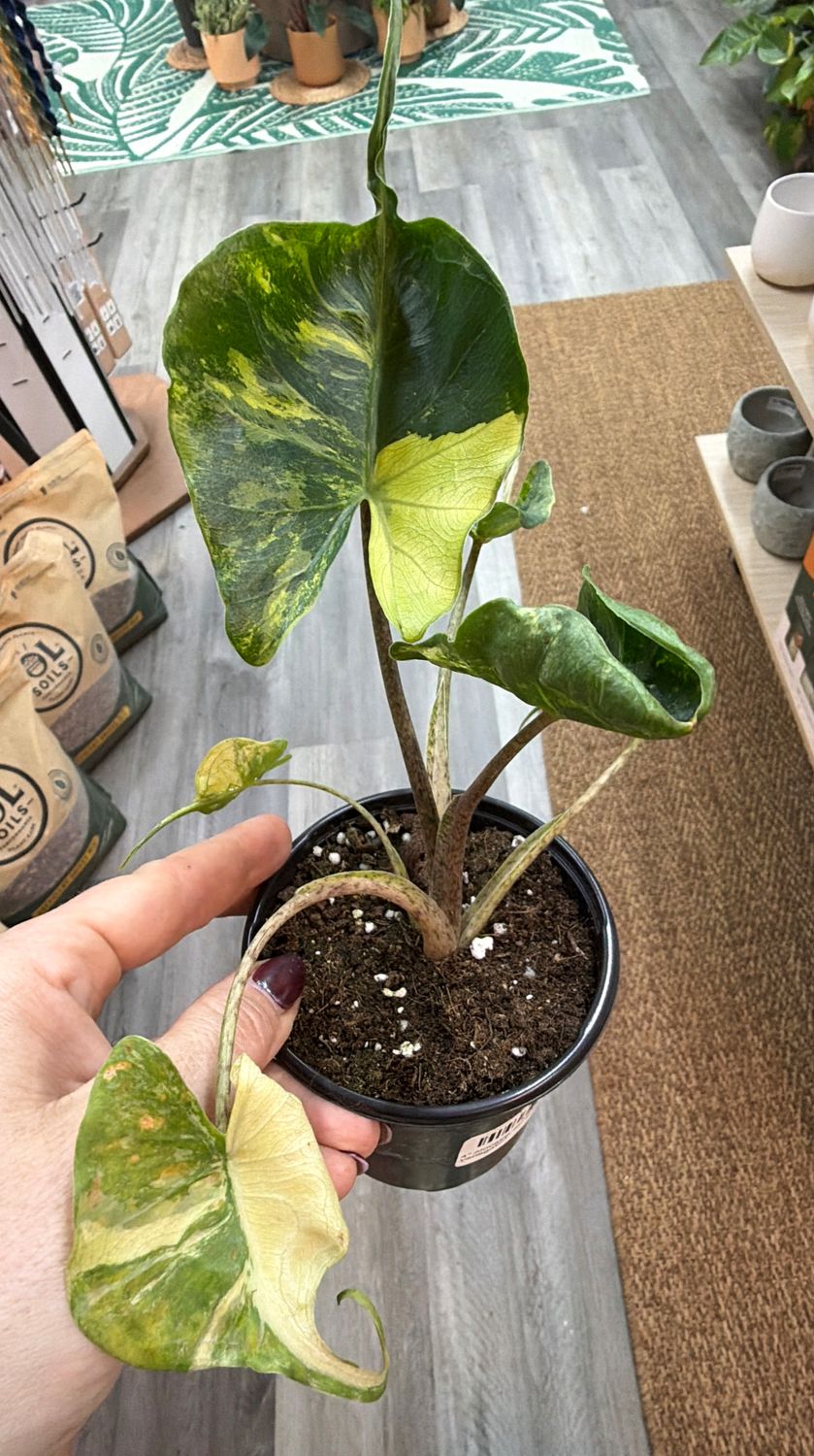 4" Alocasia Stingray Variegated