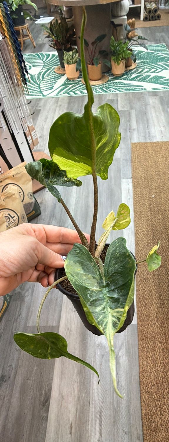 4" Alocasia Stingray Variegated