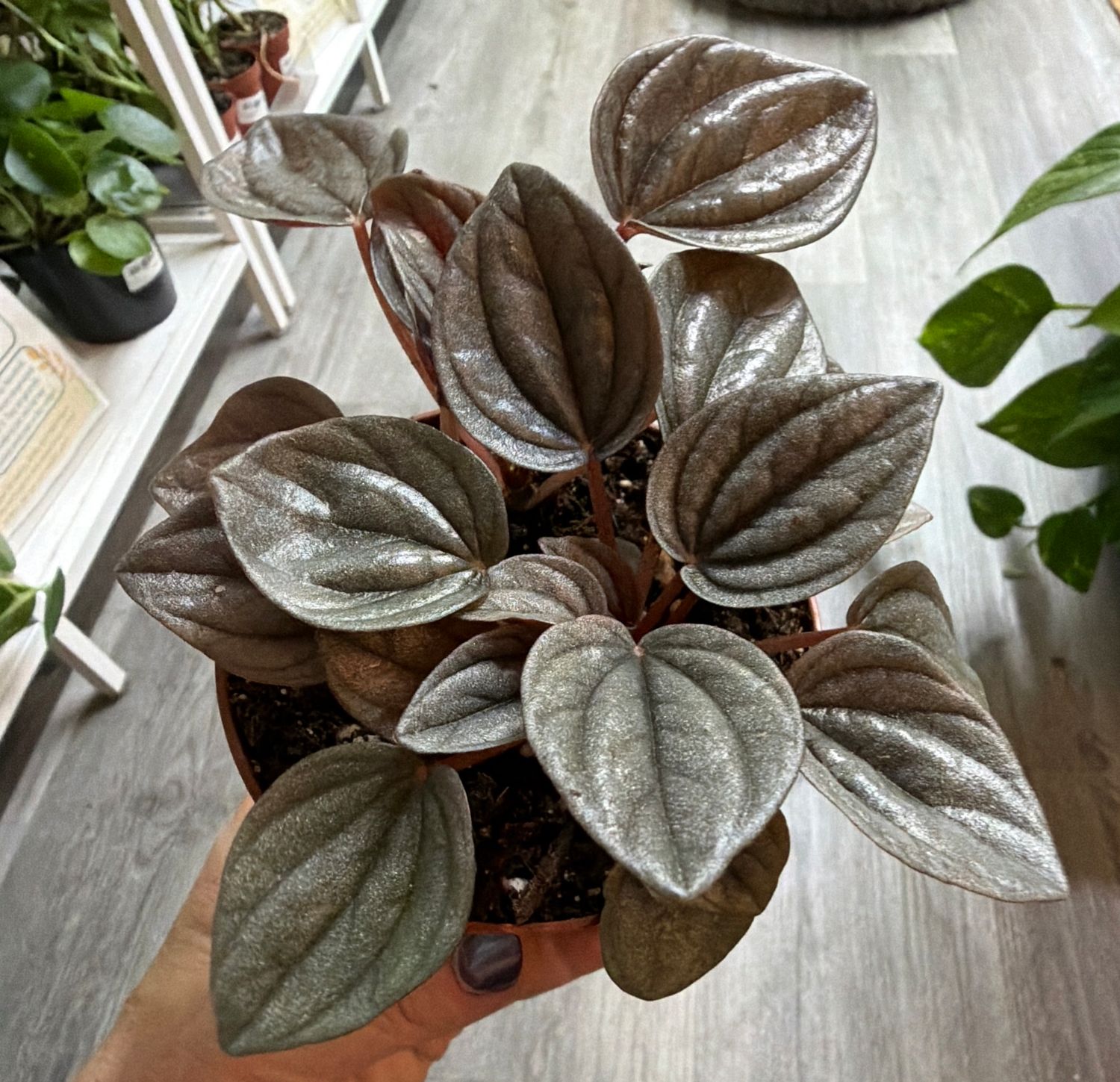 4" Peperomia Caperata Frost