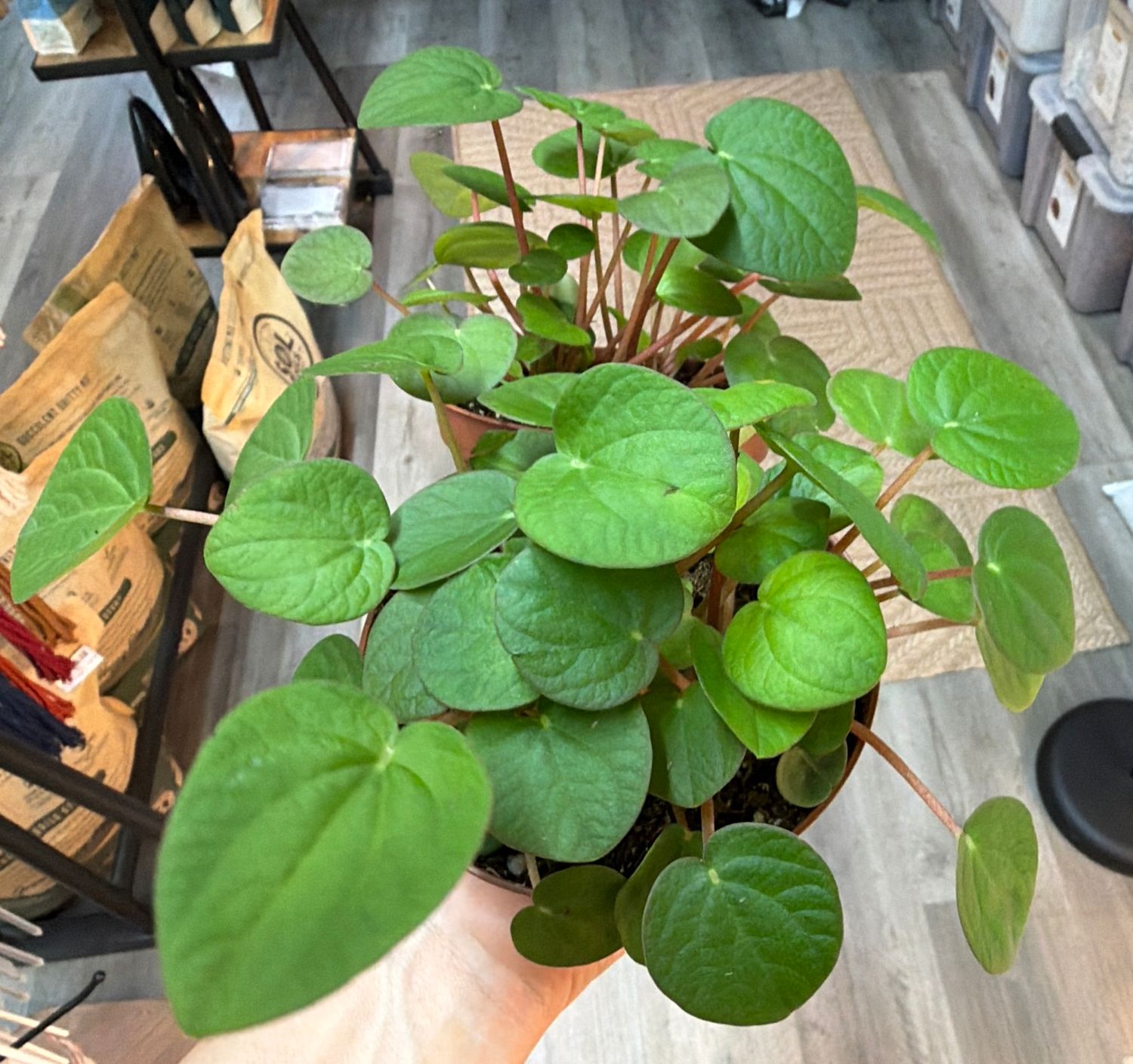 4" Peperomia Green Frog (Rana Verde)