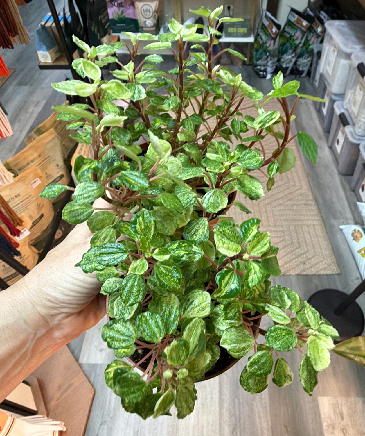 4" Peperomia Meridana Variegated 'Variegated Pixie'