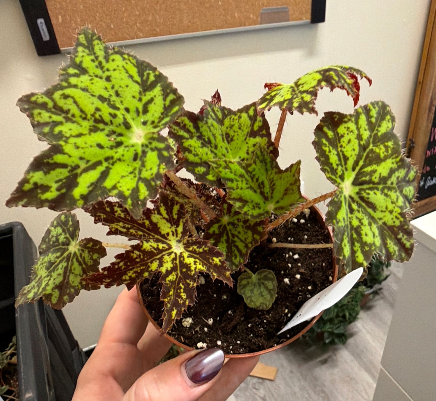 4" Begonia PHOEs Cleo