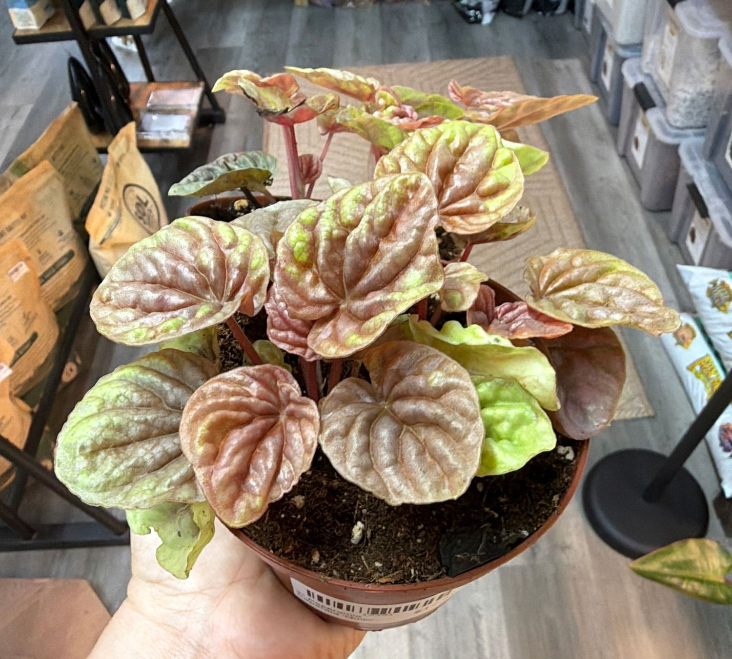 4" Peperomia Caperata 'Quito'
