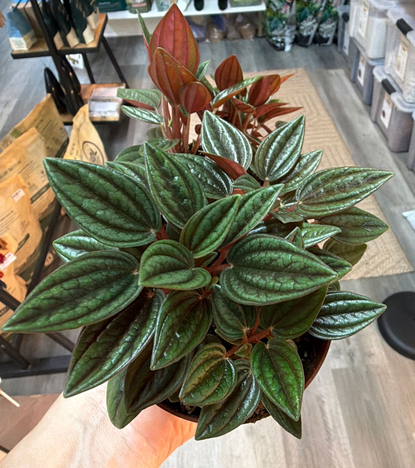 4" Peperomia Caperata 'Rosso'