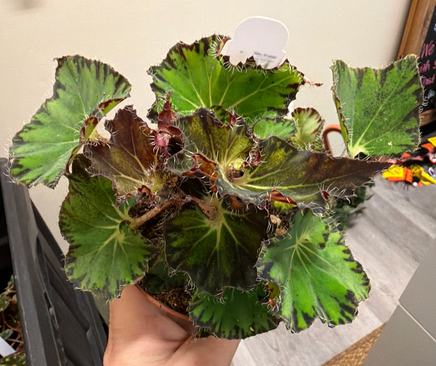 4" Begonia Compana