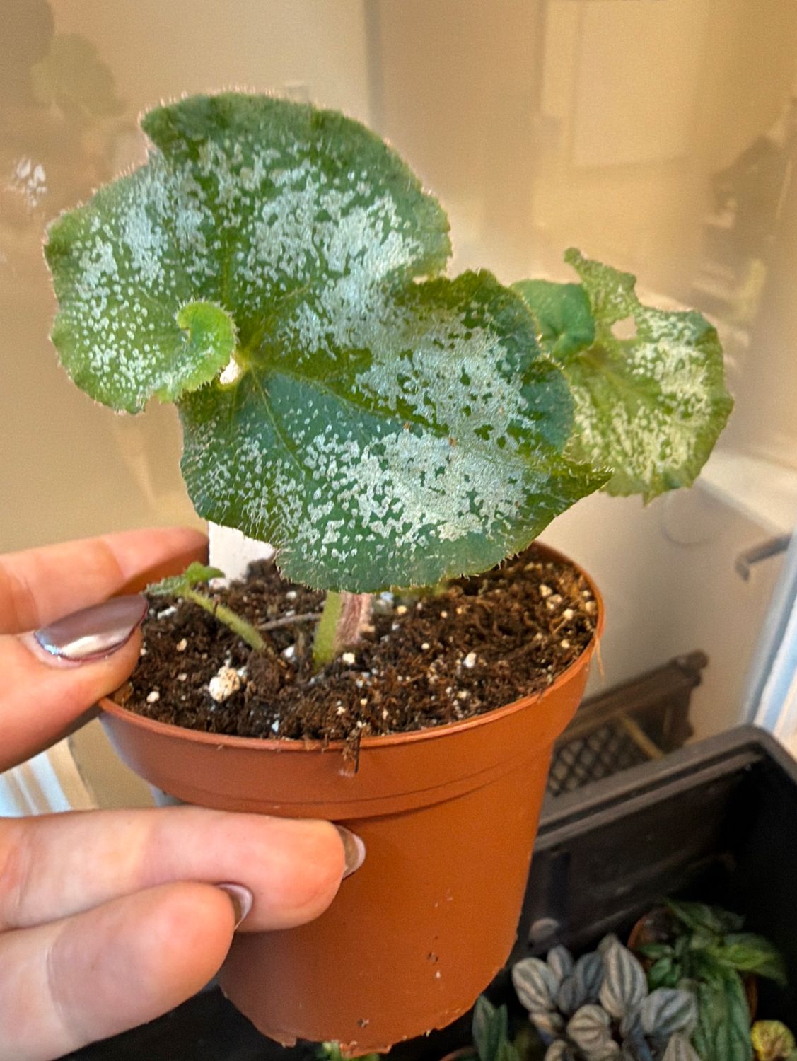 4" Begonia Escargot