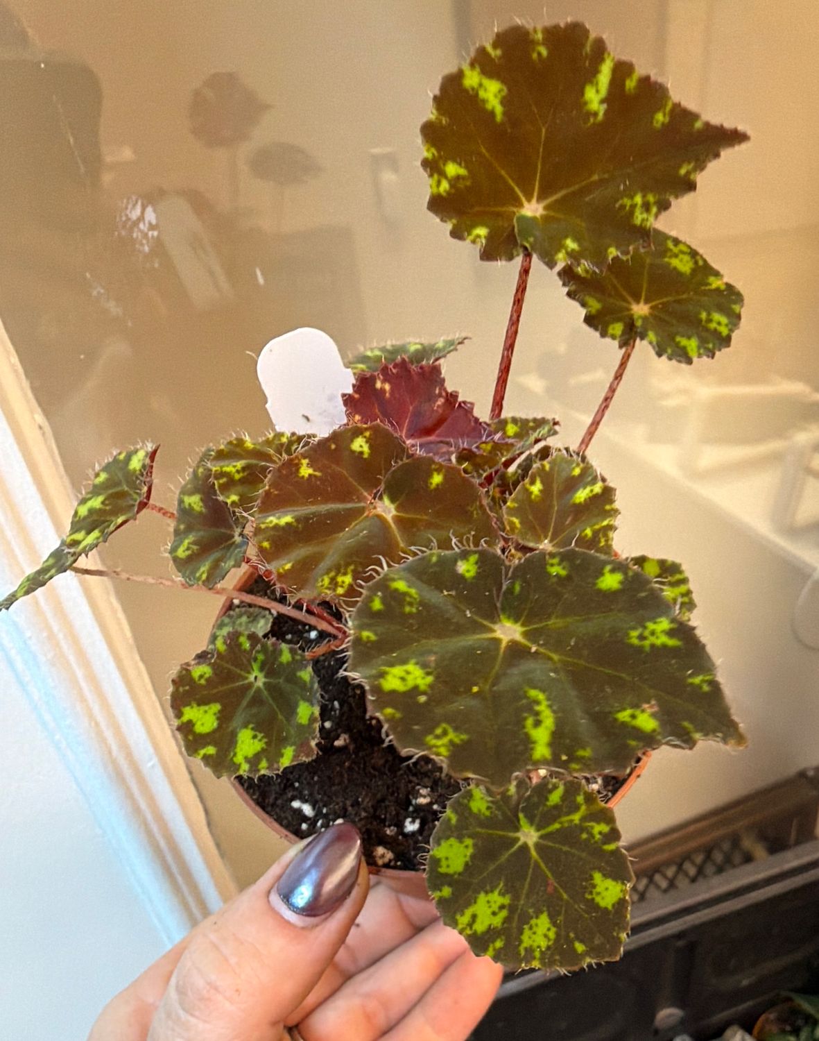 4" Begonia Kitkat