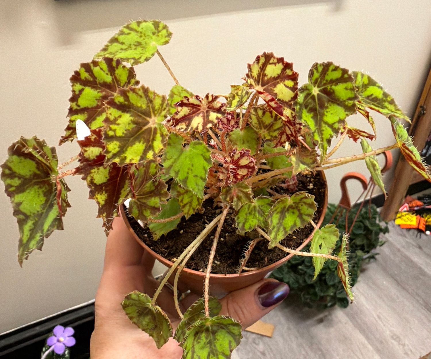 4" Begonia 'Tiger Kitten'