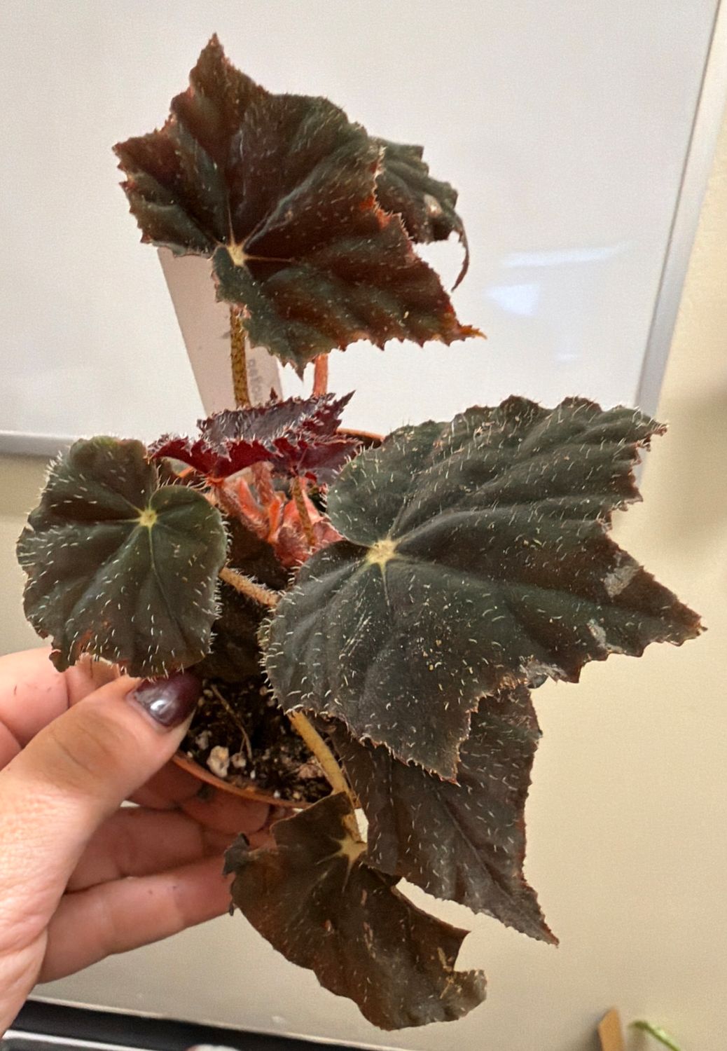4" Begonia Dark Mambo