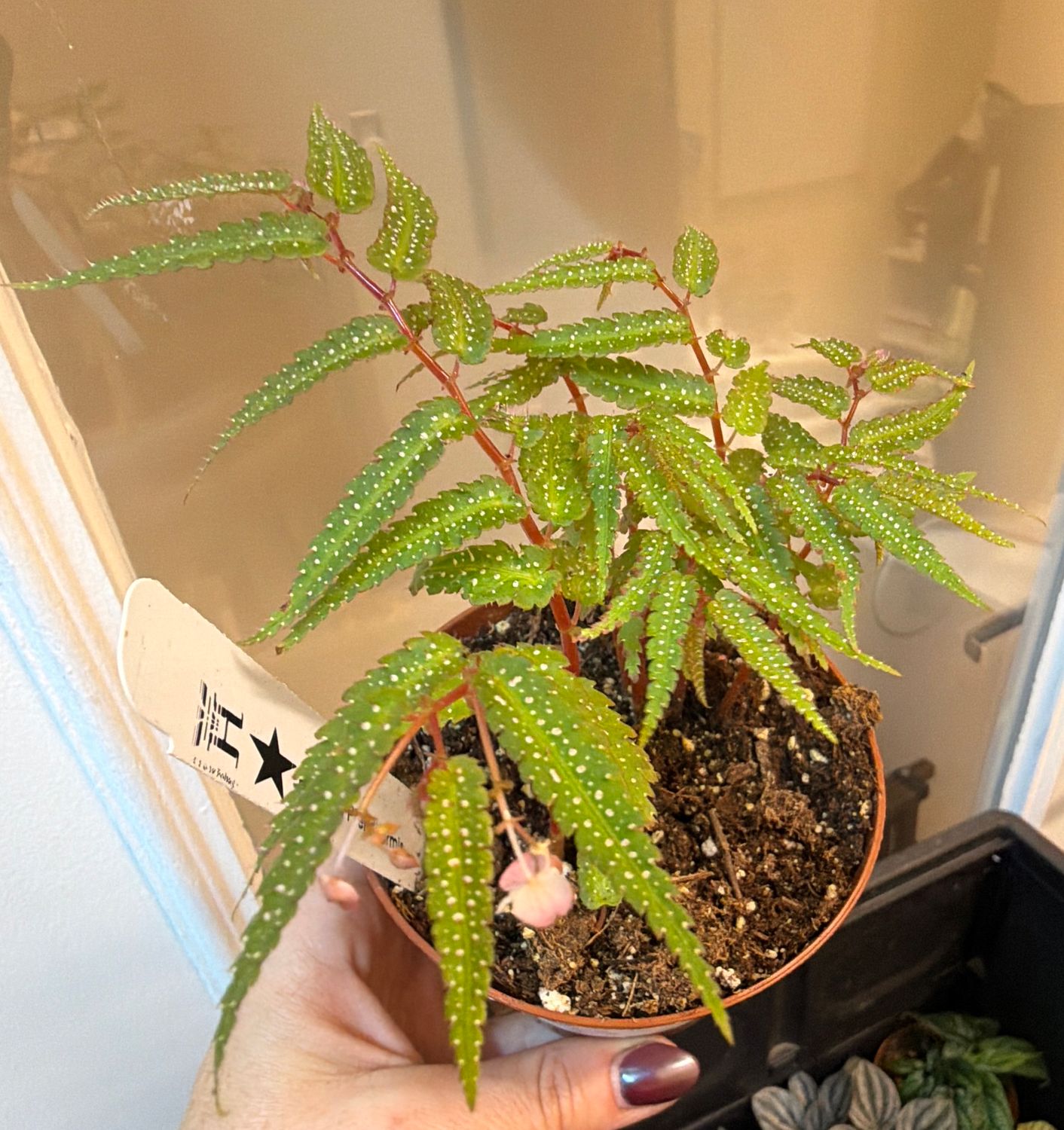 4" Begonia Pteridiformis