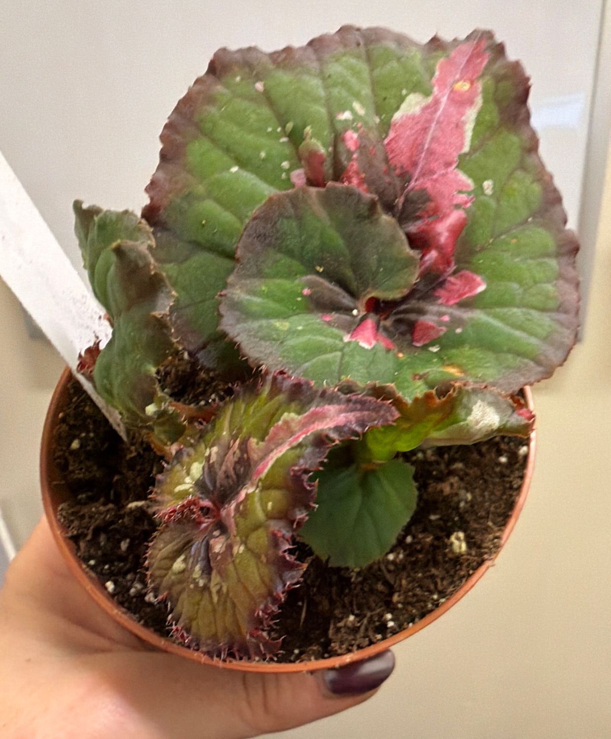 4" Begonia Witch's Cloak
