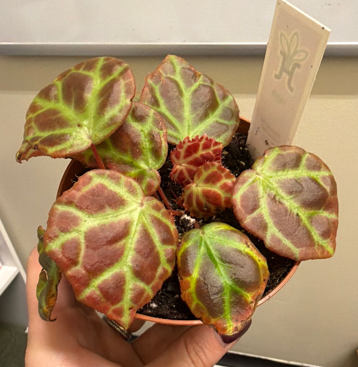 4" Begonia Rajah