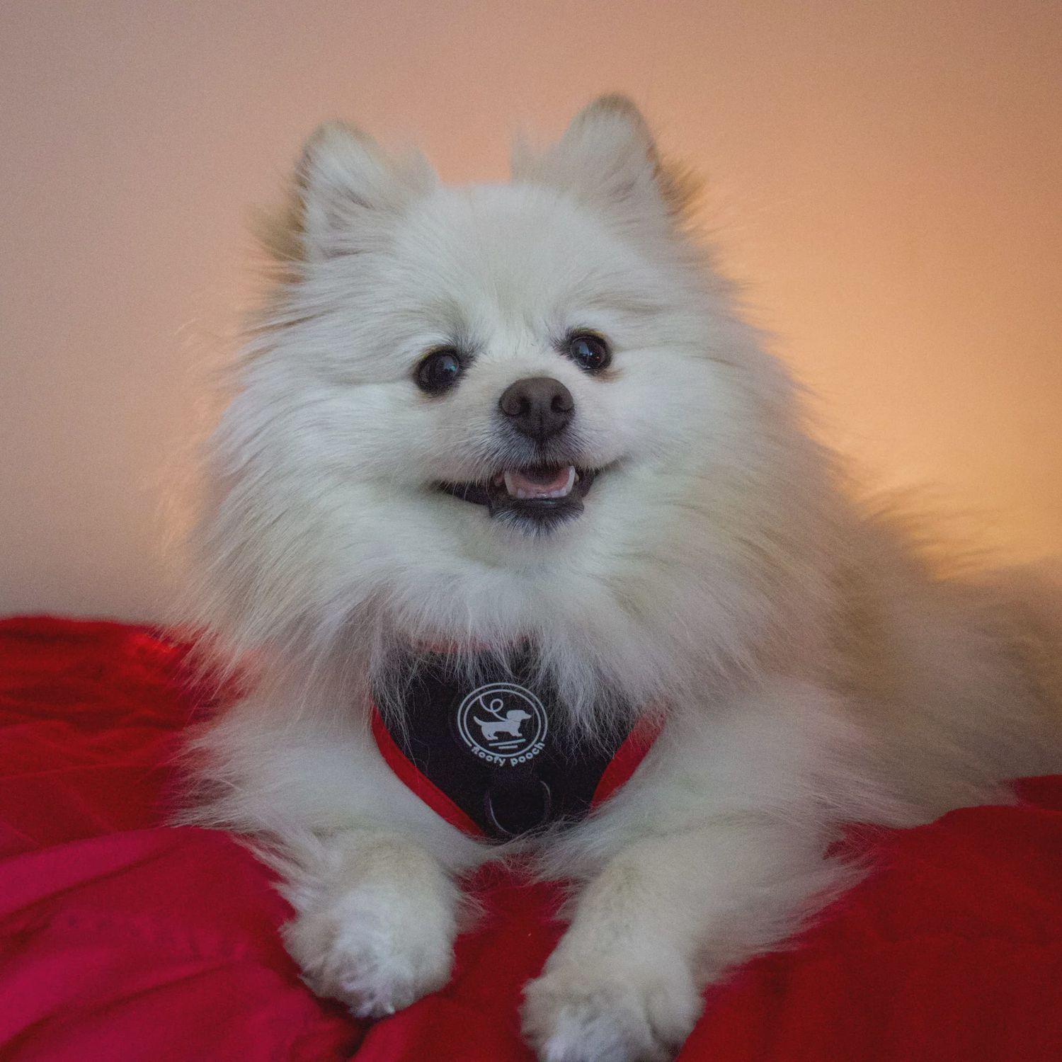 FLOOFY POOCH SPORTY HARNESS